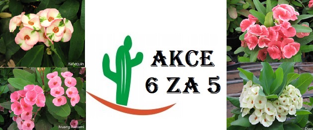 EUPHORBIA MILLII , HERBST ACTION 2023