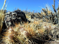 Dva zajímavé Pterocactusy z Patagonie