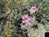 Údolí Las Leňas, Argentina, provincie Mendoza