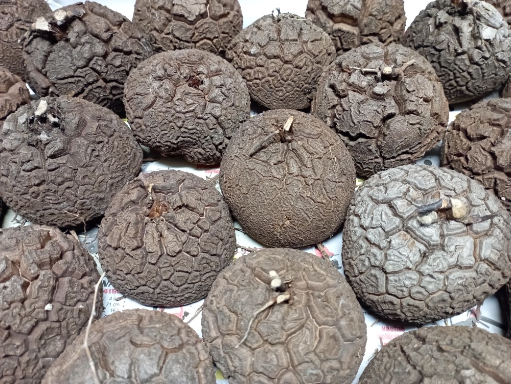 New Dioscorea offer