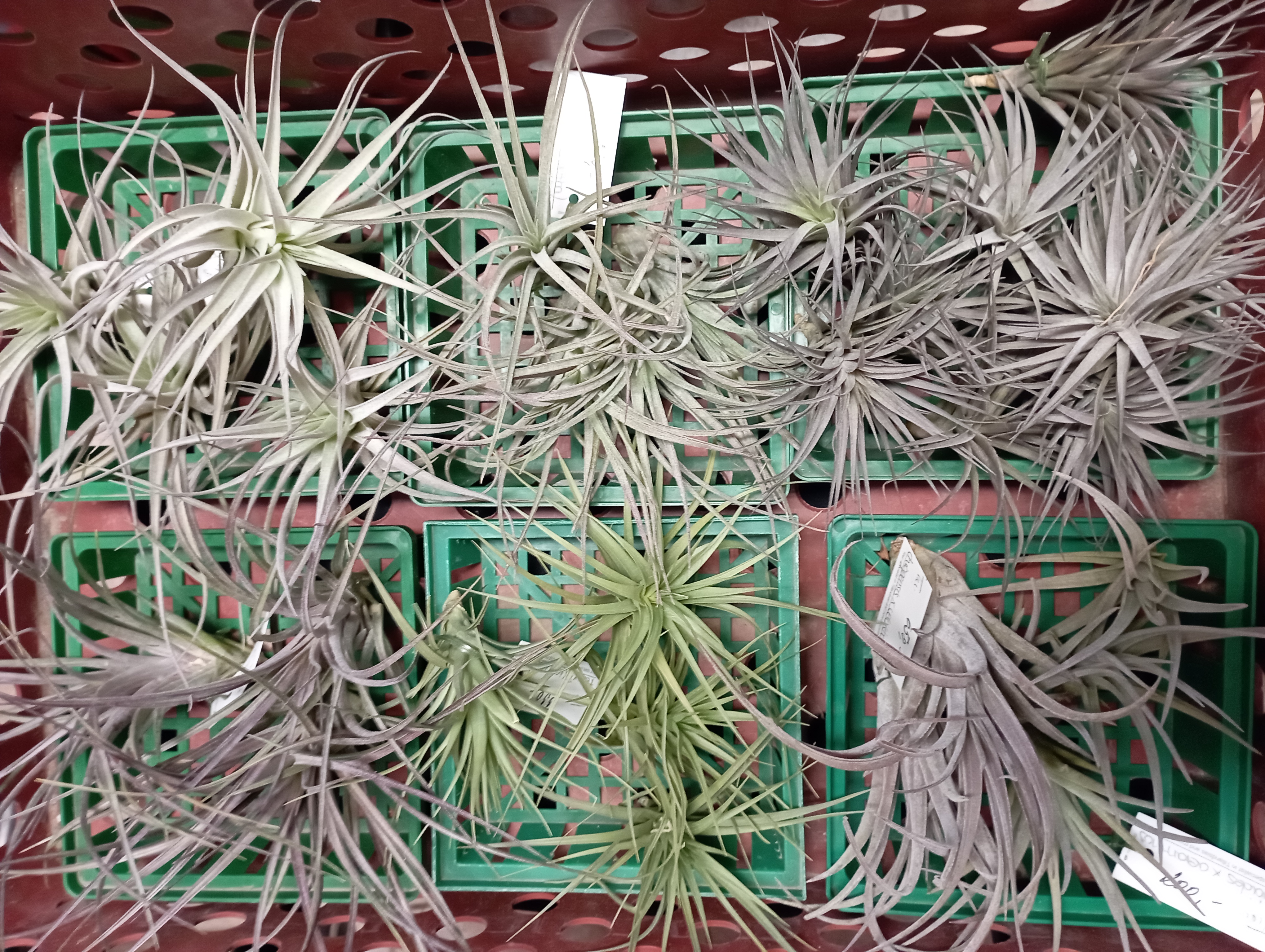 Offer of Tillandsias, imported from Guatemala.