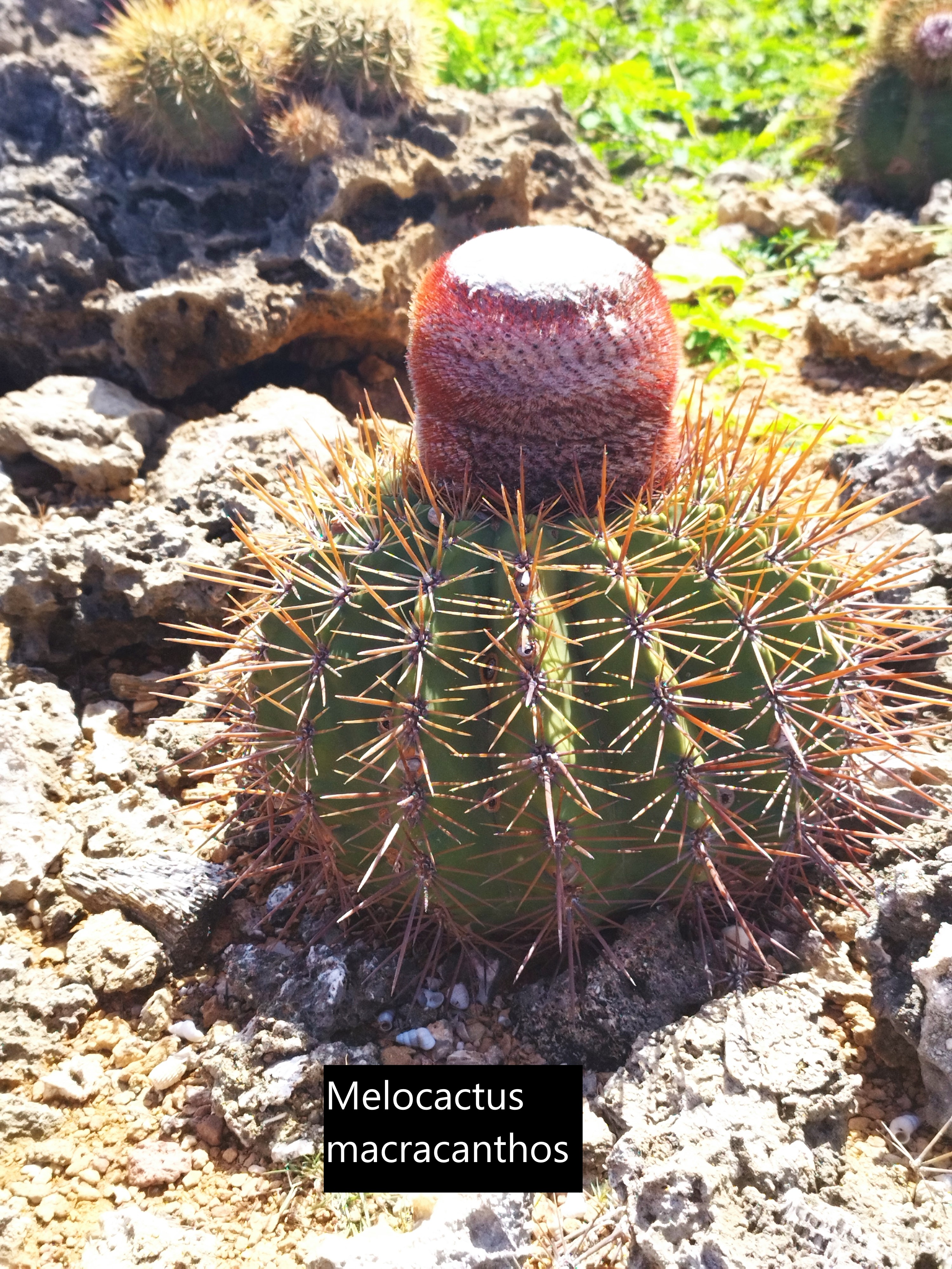 Neue, frische Samen aus Bonaire