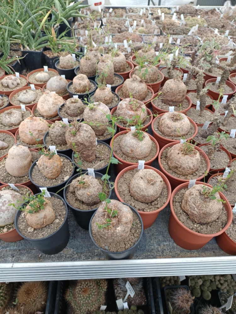 Succulents from Kenya 2025