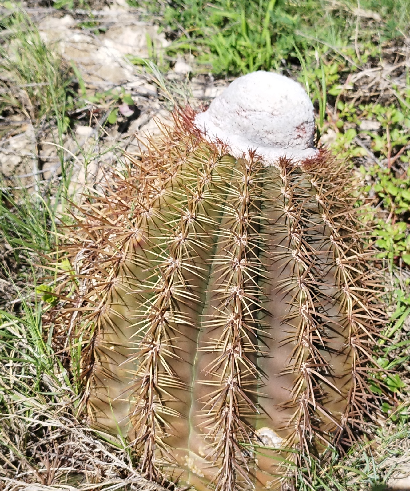 Aruba,  země melokaktusům zaslíbená