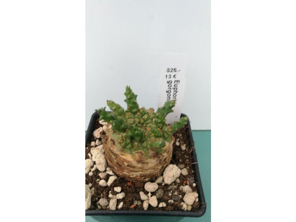 Euphorbia gorgonis M