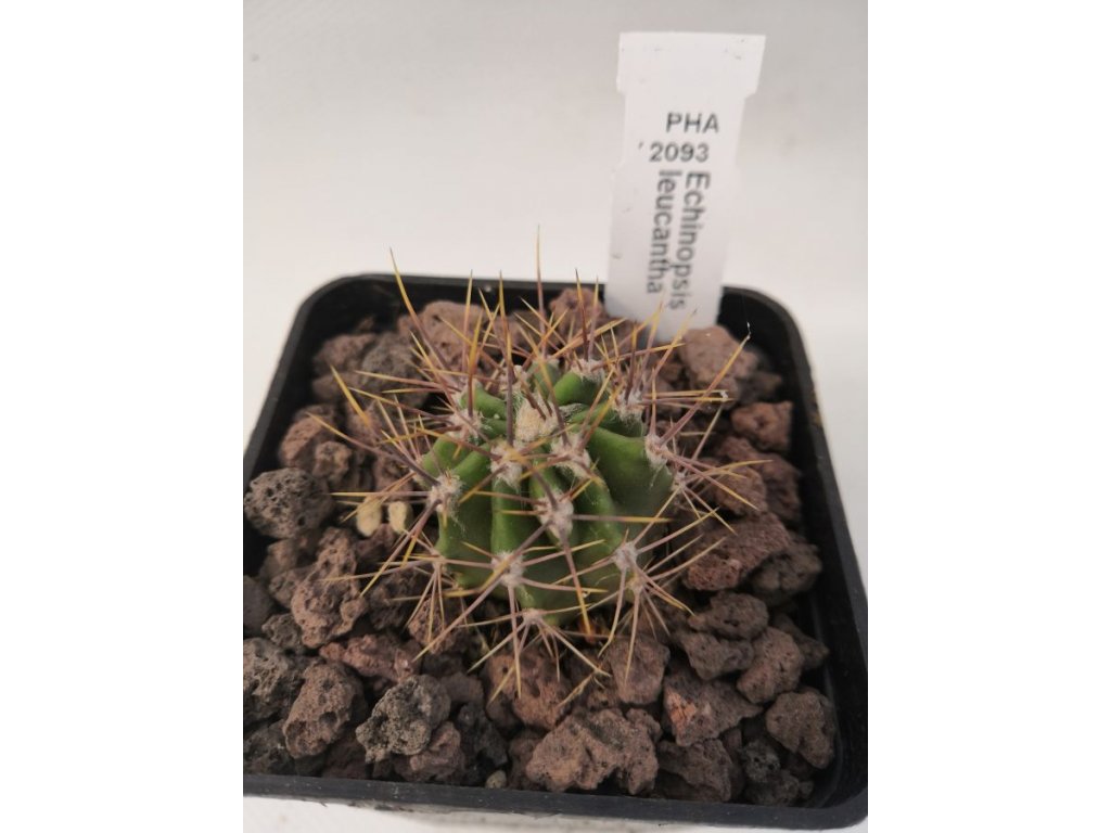 Echinopsis leucantha PHA 2093