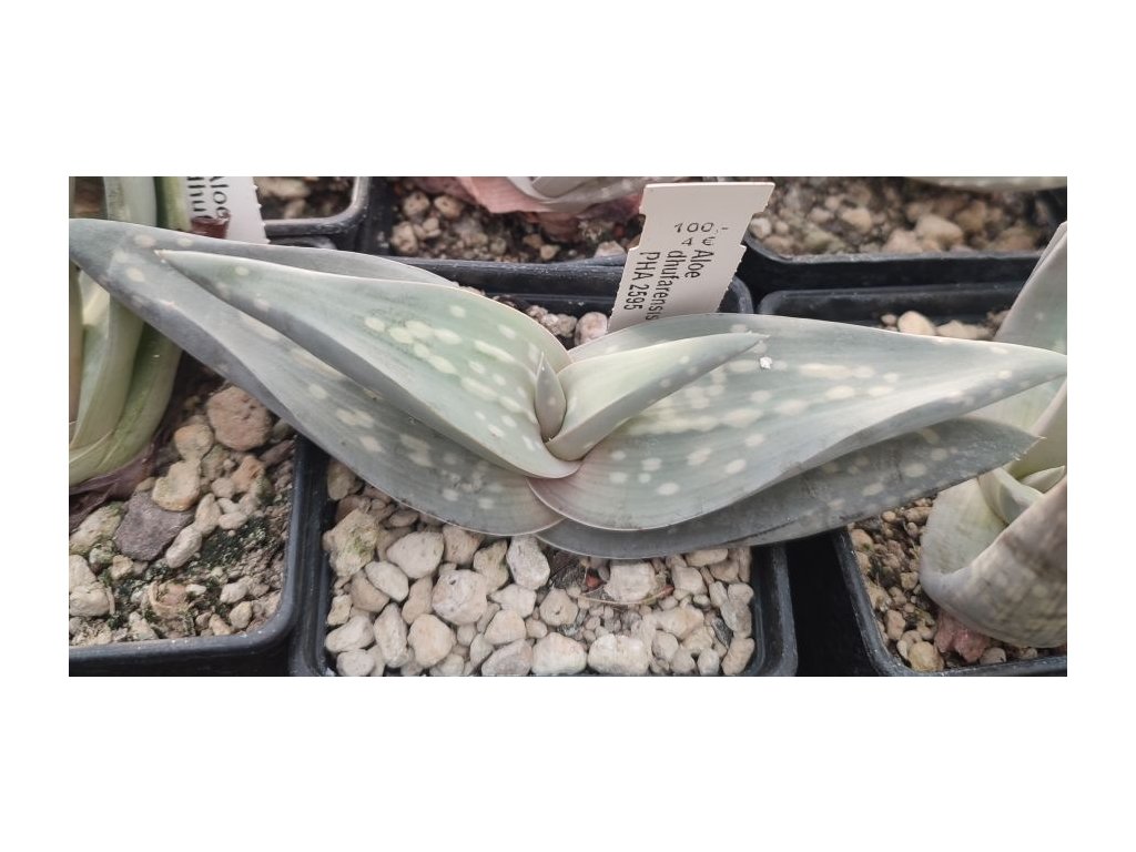 Aloe dhufarensis PHA 2595