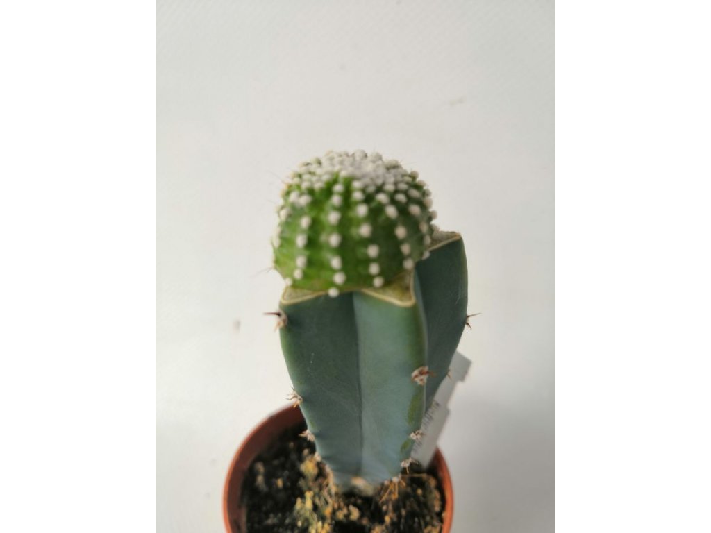 Notocactus scopa f. inermis