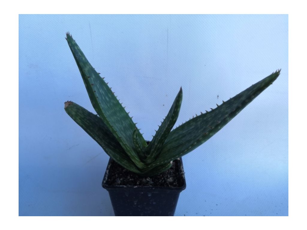 Aloe wickinsii