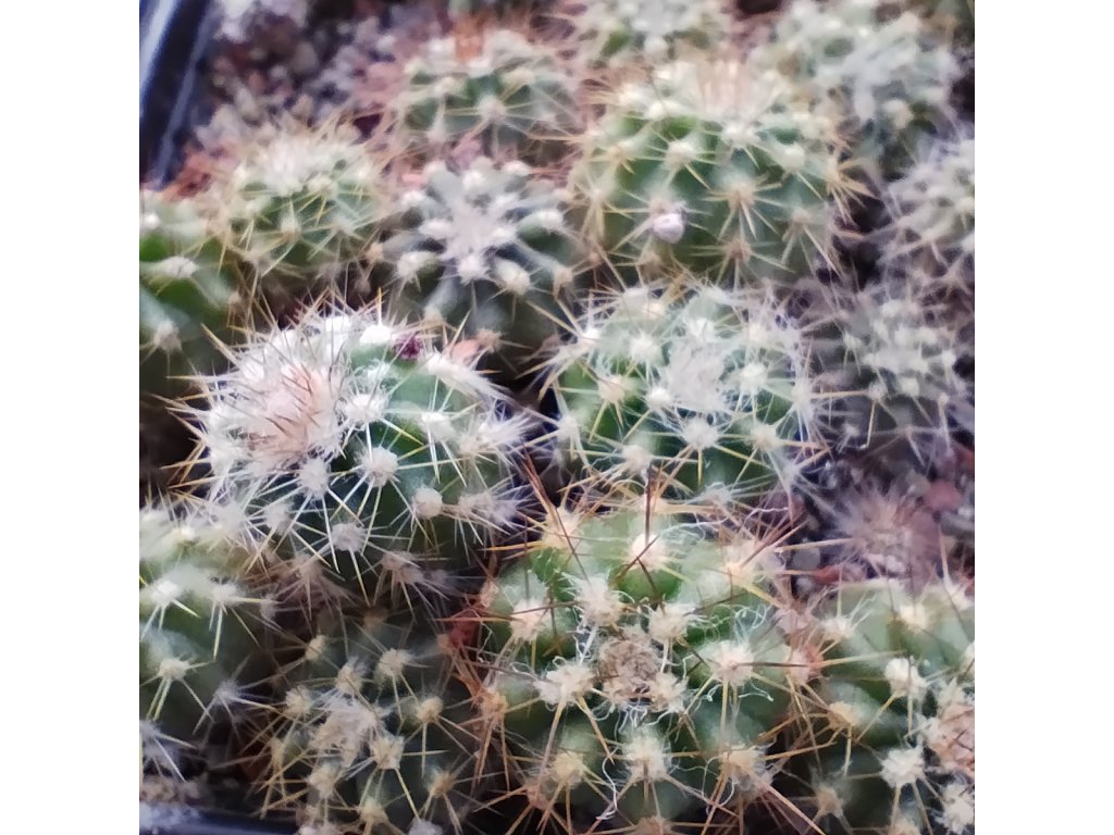 Oreocereus variicolor PHA 2960