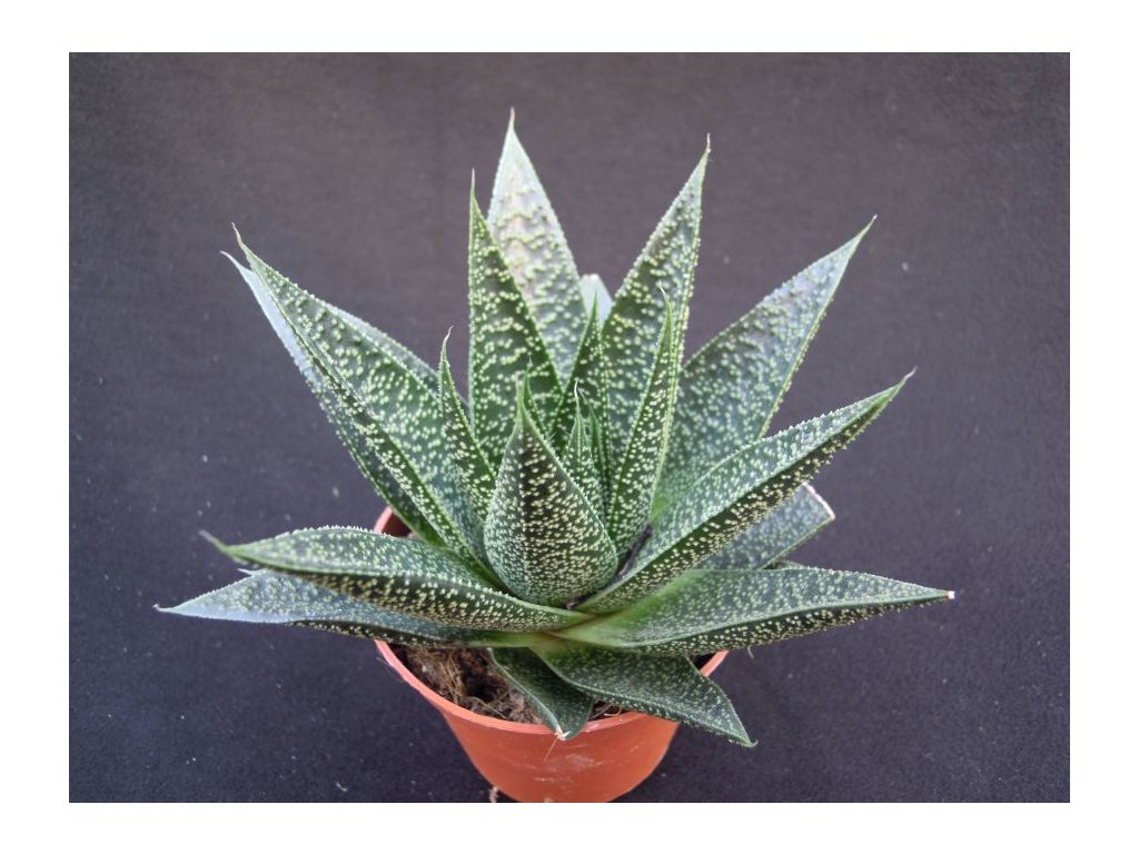 Aloe hybr. FLOW XL