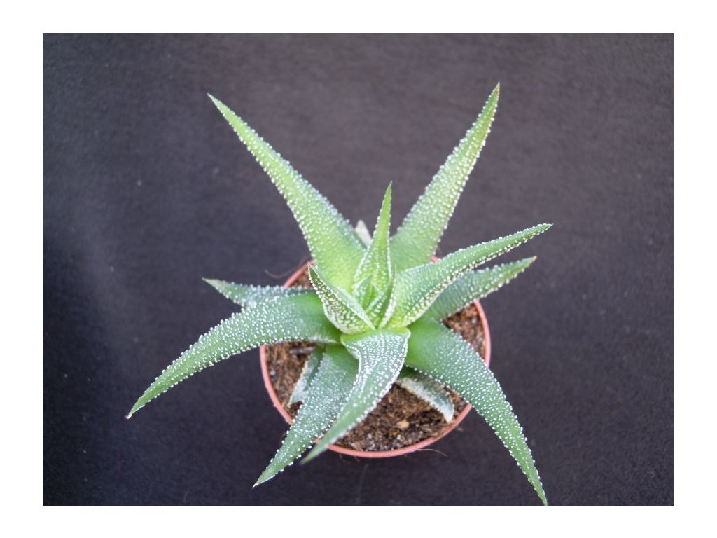 Haworthia concolor