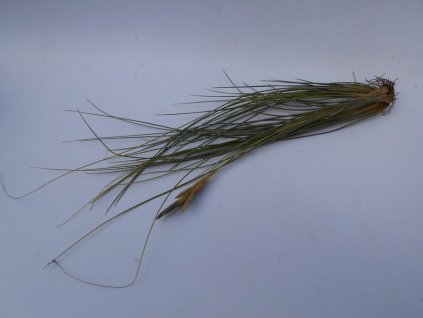 Tillandsia chaetophylla f. Dotterer