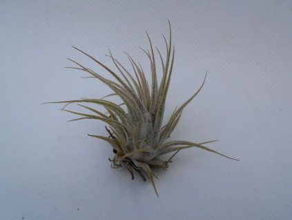 Tillandsia ionantha Silver