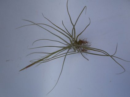 Tillandsia schideana Mayor