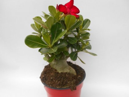 Adenium obesum L