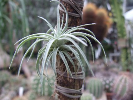 Tillandsia kammii
