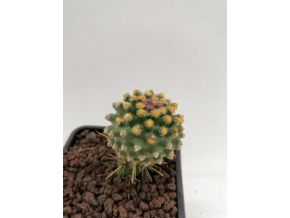 Pediocactus knowltonii