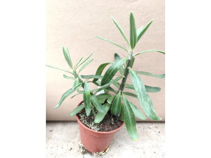 Pachypodium sukulentum M