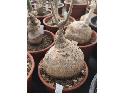 Pyrenacantha malvifolia RM 9 XL