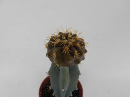 Copiapoa gigantea PHA 2018