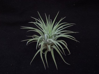 Tillandsia ionantha