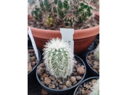 Echinocereus baylei v. albispinus
