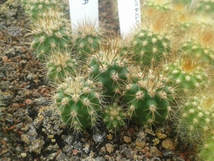 Browningia hertlingiana ASK 431.1