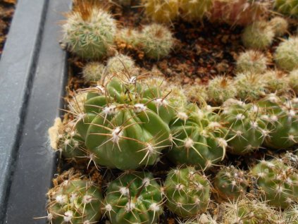 Echinopsis obrepanda PHA 1983