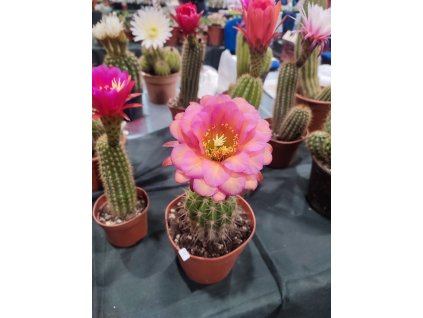 Trichocereus x hybridy