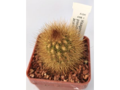Haageocereus pseudomelanostele ssp. acanthocladus ASK 477.1