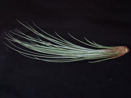 Tillandsia juncea