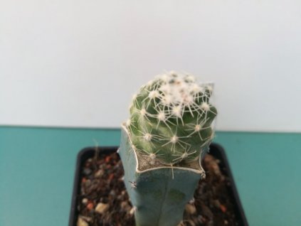 Pediocactus winklerii