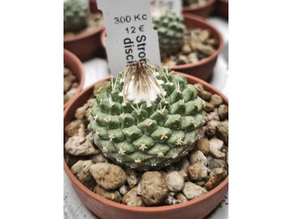 Strombocactus disciformis