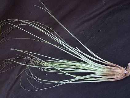 Tillandsia juncifolia