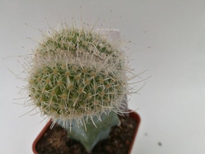 Mamillaria geminispina f. cristata