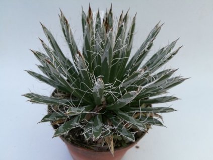 Agave toumeyana v. bella