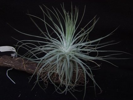 Tillandsia magnusiana