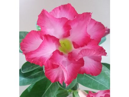 Adenium obesum hybr. 'DOUBLE SWEETHEART'