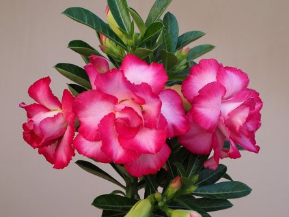 Adenium obesum hybr. 'EXHIBITION DOUBLE PINK'