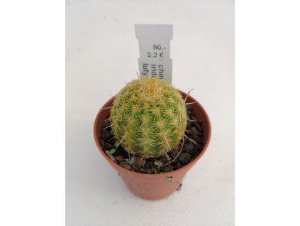 Echinocereus viridiflorus f. žlutý trn