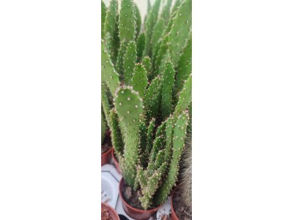 Opuntia monacantha