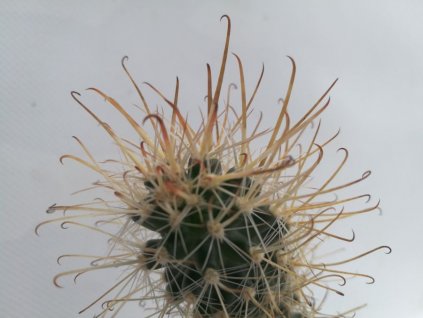 Austrocactus coxii PHA 2125