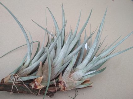 Tillandsia fasciculata f. Dotterer XL