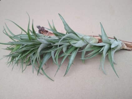 Tillandsia brachycaulos f. Feldhof