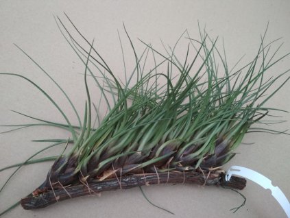 Tillandsia tricolor f. Feldhof