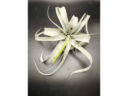 Tillandsia xerografica f.  Dotterer
