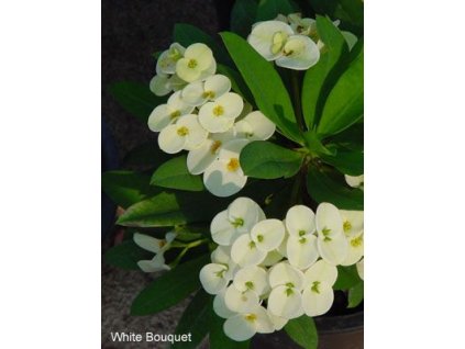 Euphorbia millii cv. White Bouquet