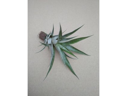 Tillandsia Curly Slim