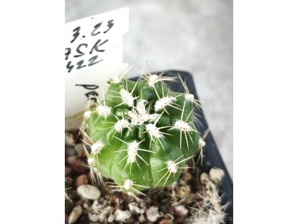 Oroya peruviana ASK 422.1